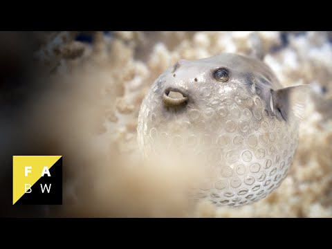 The Beauty (2019) | Teaser